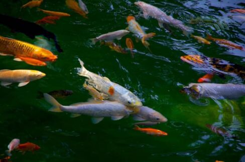 America's Best Koi Food Large Floating Pond Pellets for Koi and Pond Fish 32% Premium Protein 40 lb Bag in Saudi Arabia