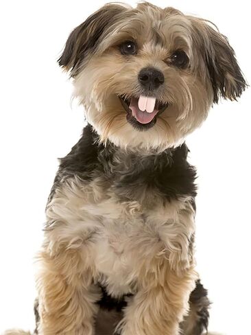 1Pc White Fake Teeth Fake Teeth for Dogs,Dog Toys,Funny Braces, Christmas Costume Suitable Chew Toys Pet Supplies in Saudi Arabia