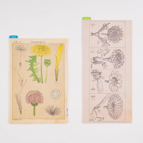 Hobonichi Techo Accessories Tomitaro Makino: Hobonichi Pencil Board for Weeks (Tomitaro Makino) in Saudi Arabia