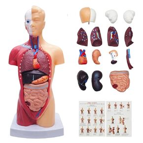 2025 New 11 inch Human Body Model for Kids, 15 Pcs Removable Human Torso Anatomy Model for Teaching, Students and Medical Education Display, with Product Manual