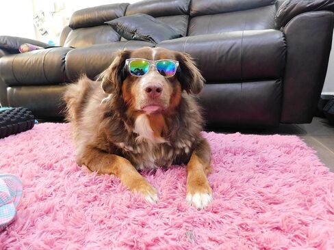 G006 Dog Pet Retro 80s Costume Sunglasses for Medium Breed (Medium, 18-40 lbs, Black) in Saudi Arabia
