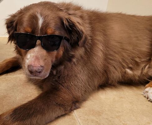 G006 Dog Pet Retro 80s Costume Sunglasses for Medium Breed (Medium, 18-40 lbs, Black) in Saudi Arabia