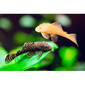 1 Bristlenose Pleco Shortfin (3cm+) & 1 Albino Bristlenose Pleco Shortfin (3cm+) Freshwater Aquarium Fish Live Arrival Guarantee (Pack of 2 Fish)