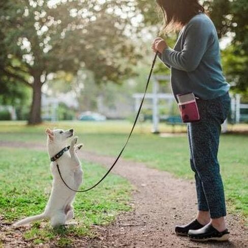 P.L.A.Y. Scout & About Deluxe Training Treat Pouch with Poop Bag Dispenser - 3 Way Wear, Detachable & Adjustable Strap, Reflective Strips, Water-Resistant Back Zipper Pocket, Squeaker (Wildflower) in Kuwait