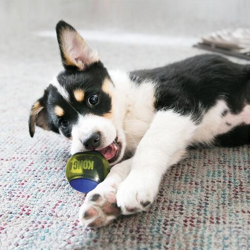 لعبة Kong Squeezz Ball Dog Toy-كرة نطاط متينة مع صرير مدمج-رائع لجلب ومضغ-تحفز اللعب والتمرين (الأزرق ، المتوسط ​​(6 عبوات)) in Saudi Arabia