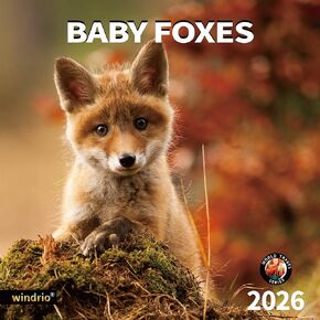 windrio 2026 Wall Calendar, Calendar 2026, July 2025 - December 2026, Wall Calendar Baby Foxes, 12" x 24" Opened,Full Page Months Thick & Sturdy Paper for Calendar Organizing & Planning
