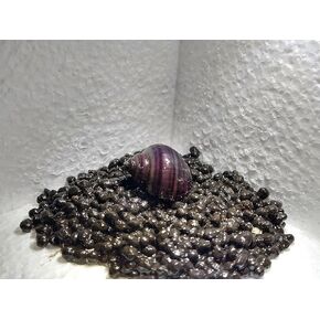 3 Pack Mystery Snails (Pick Your Color), Peaceful Tankmates (Color Purple)