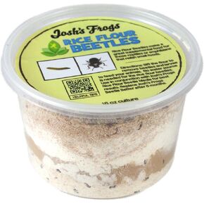 Josh's Frogs Rice Flour Beetle Culture (16 oz)
