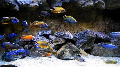 RON'S CICHLIDS African Cichlid Fish Food, Premium Tropical Fish Food Pellets with Protein, Veggies & Fruits for Healthier, Brighter & Bigger Tropical Fish & Cleaner Tanks, Mbuna Blend, 1 LB in Saudi Arabia