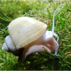 Mystery Snail 3PK (Pomacea Bridgesii) Peacful Tankmates (Ivory) with Java Moss - Live Freshwater Snails Insulated Priority Mail