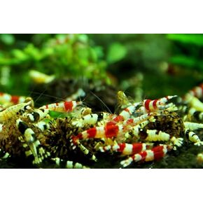 Jungleaquashrimp Mixed Crystal Red and Black Shrimp Grade S-SS Live Freshwater Aquarium Inverts Caridina Bee - 1/4 to 1/2 Inch Long (10 Shrimps (+1))
