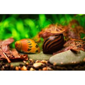 Swimming Creatures™ 2 Zebra & 2 Tiger Nerite Snail, Freshwater Aquarium Snail Live