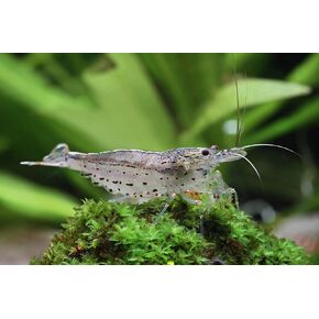 SF Aquatic™ 10 Amano Live Freshwater Aquarium Shrimps Algae Eater for Planted Aquarium