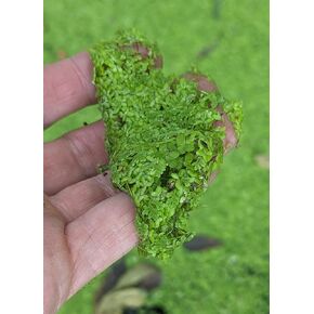 Duckweed (Lemna Minor) Get 1 Free (Read Below) Grown here on Big Island of Hawai'i