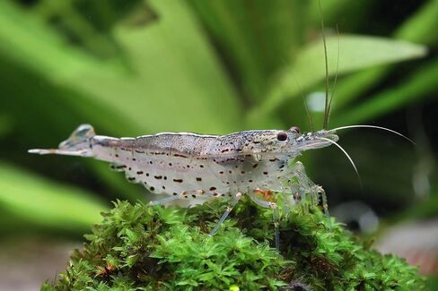 SF Aquatic™ 10 Amano Live Freshwater Aquarium Shrimps Algae Eater for Planted Aquarium in Kuwait