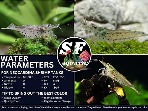 SF Aquatic™ 10 Amano Live Freshwater Aquarium Shrimps Algae Eater for Planted Aquarium in Kuwait