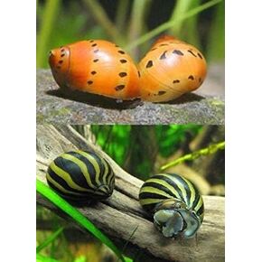 Live Freshwater Aquarium Fish - (12) Varied Nerite Snails - 12 Pack of Mixed Nerites(Zebra, Red Spotted, Horned) Populate Your Fish Tank!