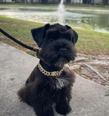 Cuban Link Dog Collar Rose Gold Crystal Studded Luxury Metal Chain Collar with Secure Buckle, Adjustable Jewelry Pet Necklace for Small, Medium, Large Dogs Cats (Rose Gold, 10 Inch) in Saudi Arabia
