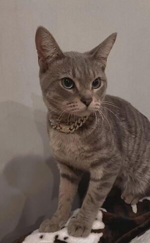 Cuban Link Dog Collar Rose Gold Crystal Studded Luxury Metal Chain Collar with Secure Buckle, Adjustable Jewelry Pet Necklace for Small, Medium, Large Dogs Cats (Rose Gold, 10 Inch) in Saudi Arabia