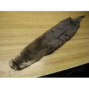 Paulette Fur Co. Extra Large Brown Otter Hide #1 Quality Fur, 40" to 45" Long, Irregular Shape, Leather Material, Fishing Weight, Bottom Fishing, Large Game Fish