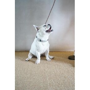 Heavy Duty 4 FT Long Nylon Leash with Adjustable, Durable & Comfortable Leash,Dog Collars for Medium, Large Dogs