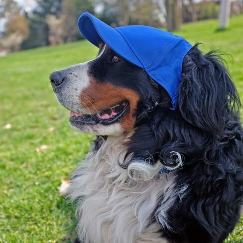 Littlearth Las Vegas Raiders NFL Pet Baseball Hat in Saudi Arabia