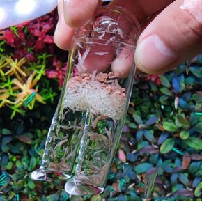 HIERYAN Planaria Trap Catch, Clear Trap Catcher for Cherry Shrimp Crystal Red Shrimp Dwarf Shrimp, Pants Shape Cleaning Tool- Upright or Horizontally