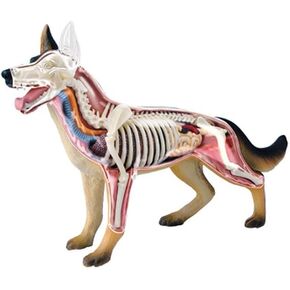 Tedco 4D Vision Dog Anatomy Model