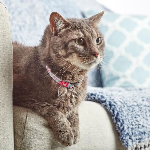 Max & Molly Fun & Whimsy Cat Collar with Jingle Bell, Breakaway Safety Buckle, Adjustable Sizing & Smart ID Personalized Tag for Girl or Boy Cats/Kittens, Retro Blue Boy Design in Saudi Arabia