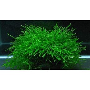 Java Moss Live Aquarium Beginner Plant Tank Planted Golf Ball Size Portion