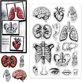 CHGCRAFT Human Body Organs Clear Stamp Custom Silicone Clear Stamps Seal Stamps for DIY Scrapbooking Photo Album Decorative Cards Making, Mixed Shapes, 6.3X 4.33x 0.12inch