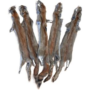 الفراء الكندي الأحمر (الصنوبر) السنجاب pelt/hide: لا ذيل/ذيل قصير-10 "-16" الطول ، الفراء الحقيقي الحقيقي المدبوغ للخياطة ، الحرف ، الديكور ، العرض ، لهجة ، هدية ، الحسية ، القلق