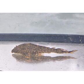 plecostomus plecostomus الشائع ، صغير 2 "-3"