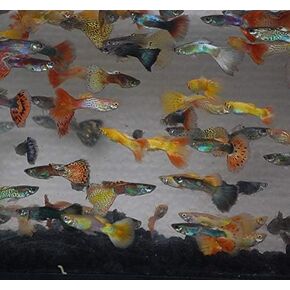 Quinn's Fins- Male Assorted Guppy 12 Pack