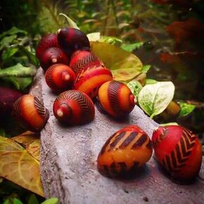 Swimming Creatures™ 5 Red Racer Nerite Snail, Freshwater Aquarium Snail Live (Approx. Size: 0.8-1.2 cm)
