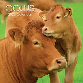 The Gifted Stationery 2025 Square Cows 16 Month Wall Calendar Planner with 180 Reminder Stickers for Home Wall or ANimal Theme Space - 12x12 In
