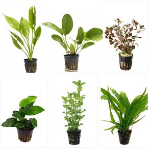 Potted Live Aquarium Plants Bundle - Easy and Snail Free Aquatic Plants (6 Pots)