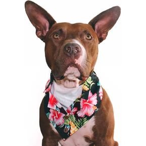 Formal Dog Bandanas Blue Pineapple Hawaiian Vacation fits Most Medium to Large Sized Dogs