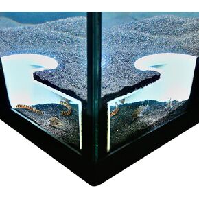 Aquarium Underground Two Hole Corner Cave | Viewing Fish & Shrimp Tunnel | Fish Tank Undergravel Hide Decor Decoration Hideout Perfect For Corydora Catfish, Kuhli Loach, Pleco, Betta Fish