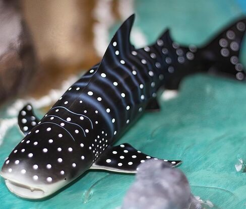 Gemini&Genius Realistic Great White Shark Action Figure - Ocean Shark Gift, Birthday Party & Baby Shower Cake Topper, Bath & Swimming Toy in Saudi Arabia