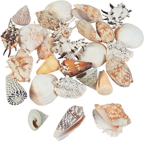 متعة Express كبيرة الحجم Seashell تشكيلة 5 رطل - VBS لقضاء العطلات اللوازم المدرسية/الديكور - الحرف اليدوية للأطفال والأنشطة المنزلية الممتعة in Saudi Arabia