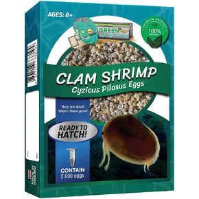 GreenWaterFarm Clam Shrimp Cyzicus Pilosus Eggs for Hatching and Culture Suitable to be Pet and Science Project (Pure 2,000 Eggs)