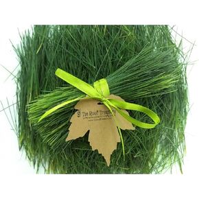 Fresh Eastern White Pine Needles, 6"x9" Bag for Recipes Teas and Soaps