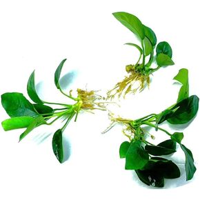 3 Aquatic Plants Bundle | Live Plants for Freshwater Aquariums (3 X Anubias VAR Nana Plants)