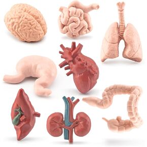 2 Inch 8PCS Human Body Model for Kids Mini Fake Body Parts Sets Human Anatomy Model Anatomy and Physiology Good Tools Students Sciences Learning Kit for Boys Girls Kids