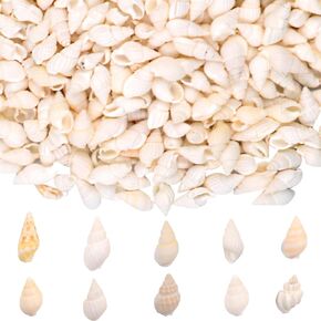 حوالي 1000pcs (200 جم) قذائف البحر الطبيعية الصغيرة مختلطة حلزوني القشرة القلحة الصغيرة المصوّلت
