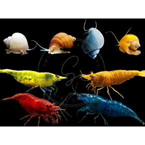 Swimming Creatures™ 20 Mixed Color Premium High-Grade Neocaridina Shrimp with 5 Assorted Mystery Snails, Freshwater Aquarium. (20 Mixed & 5 Mys)
