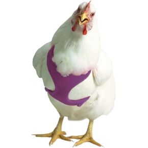 Chicken Harness (Purple, X-Small)