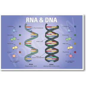 PosterEnvy DNA RNA Biology Chart - NEW Classroom Biology POSTER