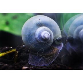 Swimming Creatures™ Assorted Mystery Snails (3 Pack) Freshwater Live Aquarium Snails